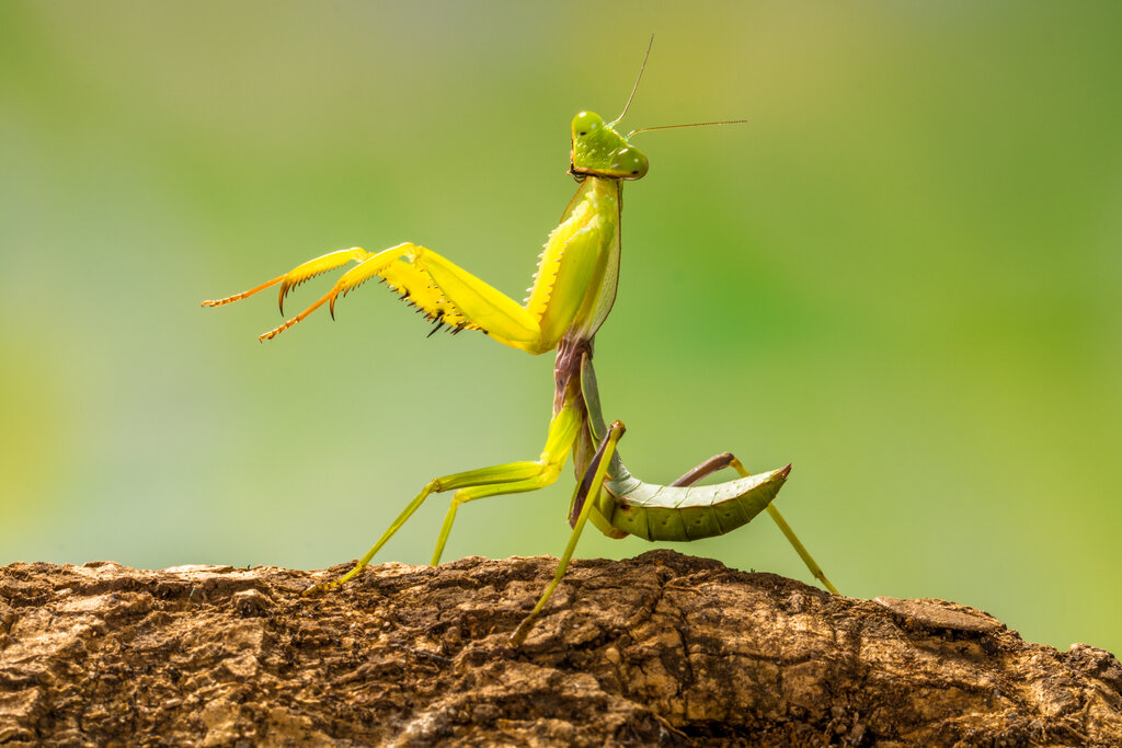 The Good, the Bad, and the Ugly: Household Bugs