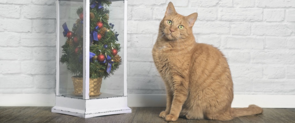 Curious cat sitting next to a small Christmas tree enclosed in a case, showing creative and safe decor ideas for pet-friendly holidays.