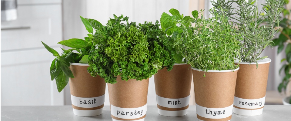 Potted fresh herbs like basil, parsley, and thyme arranged on a sunny windowsill, illustrating how to prepare your apartment for summer by creating a windowsill herb garden.