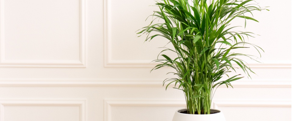Areca palm in a white pot placed against a neutral wall, a popular indoor plant that helps with mold by improving air circulation and humidity control.