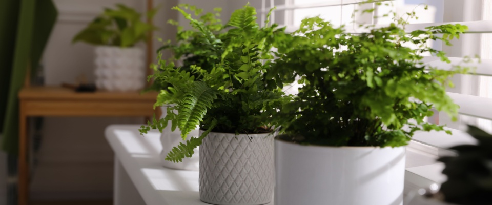 Lush green Boston ferns on a windowsill in white pots, a natural indoor plant that helps with mold by increasing air quality and reducing dampness.