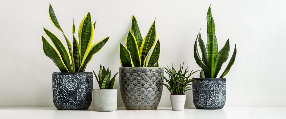 Group of snake plants in decorative pots on a white surface, known as an indoor plant that helps with mold by filtering toxins and purifying the air.