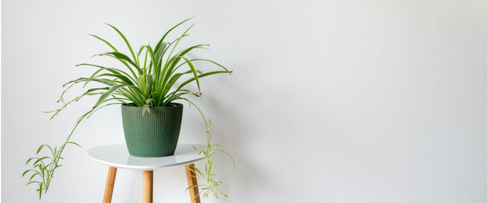 Spider plant in a green pot on a small table, a low-maintenance indoor plant that helps with mold by absorbing moisture and cleaning indoor air.