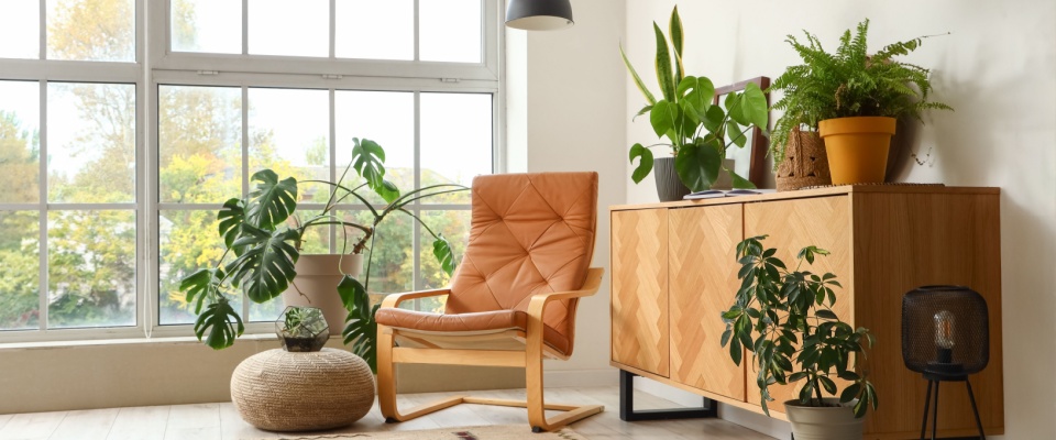 Modern living room with large windows and green houseplants like ferns and snake plants, showcasing the benefits of an indoor plant that helps with mold.
