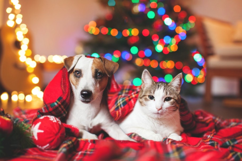 Keep Your Pets Safe and Happy This Holiday