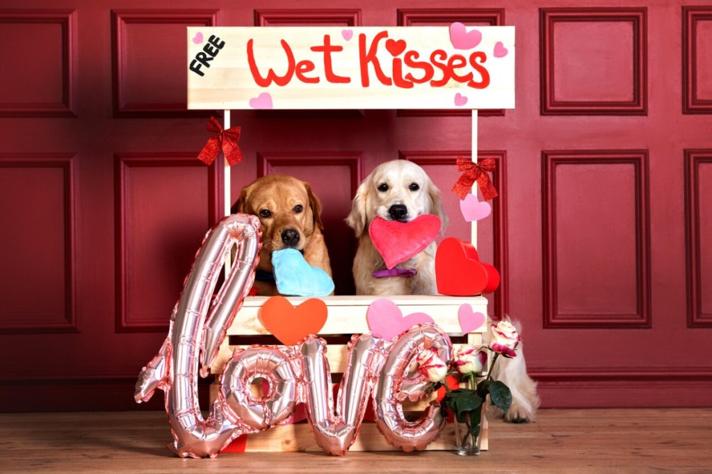 No Lonely Hearts, Pet Edition