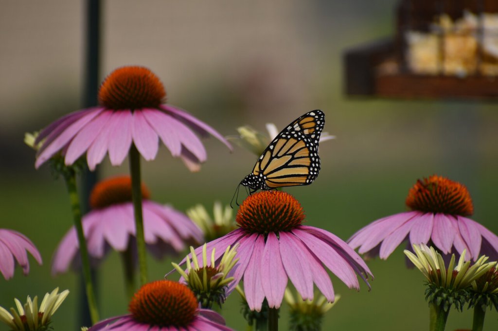 Many Benefits of Native Plants
