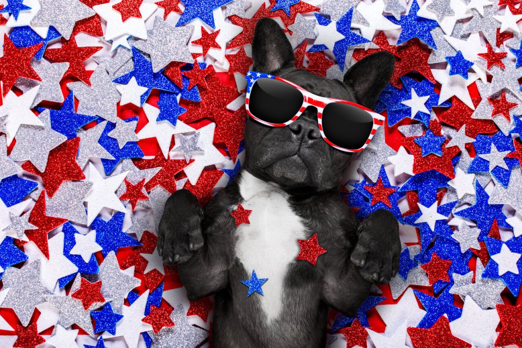 Keep Pets Calm and Cool this Independence Day