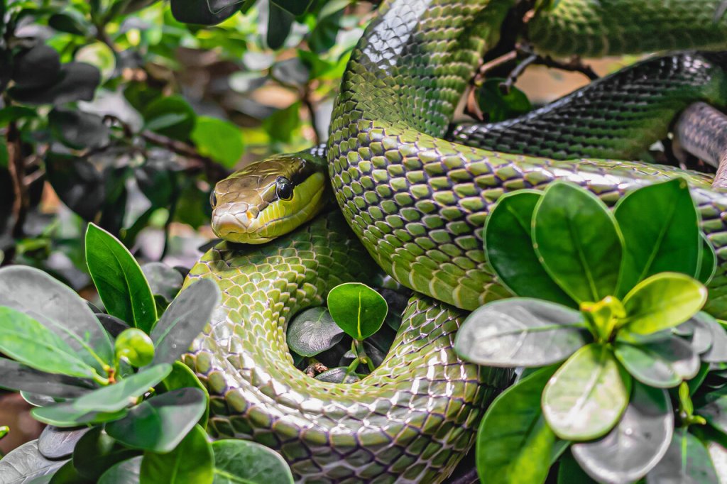 Snakes on Site? Get Up to Speed