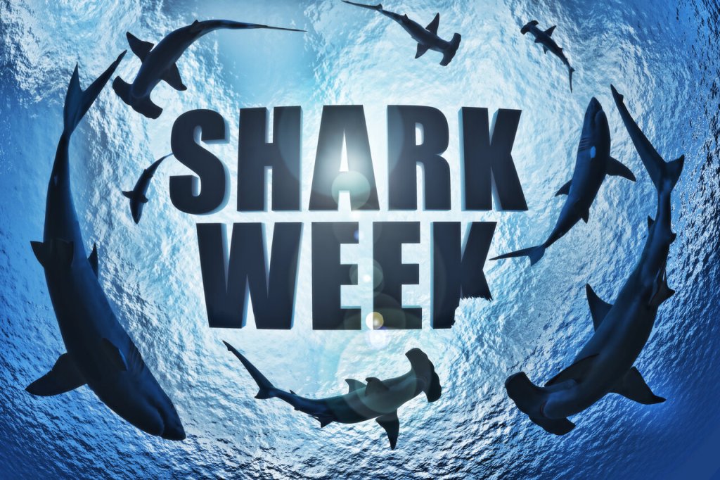 Shark Week- From Shark Fins to Thriving Oceans