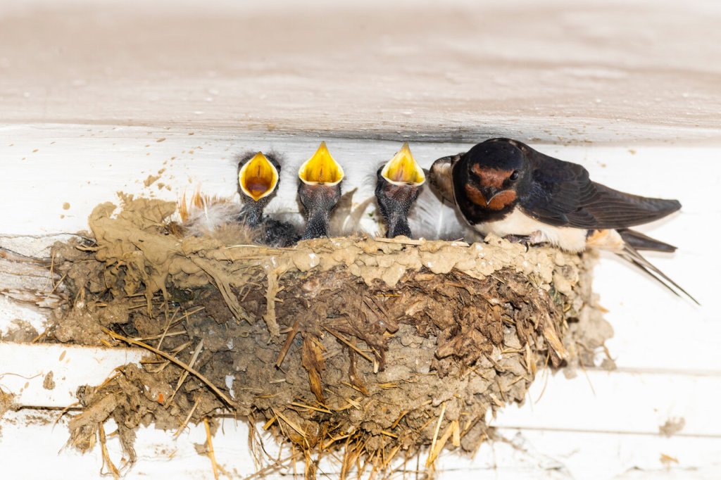 Swallows on mud nest