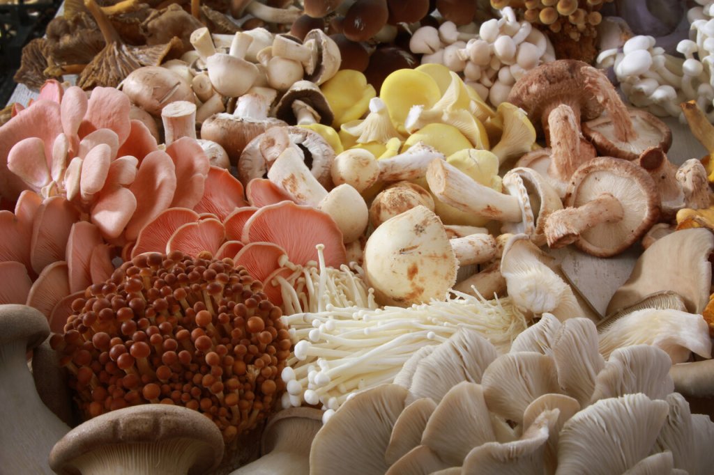Explore the World of Mushrooms