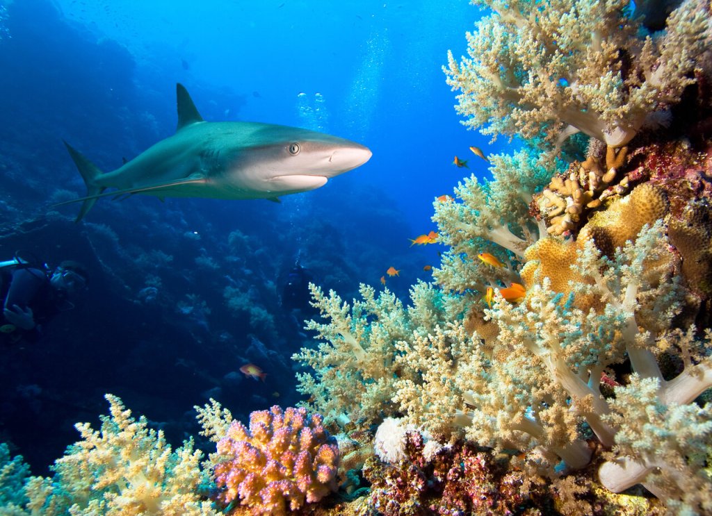 Coral Reef Awareness: Shark Week 2024
