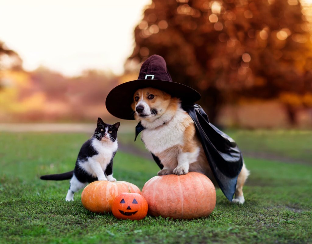 Pet-Friendly Halloween